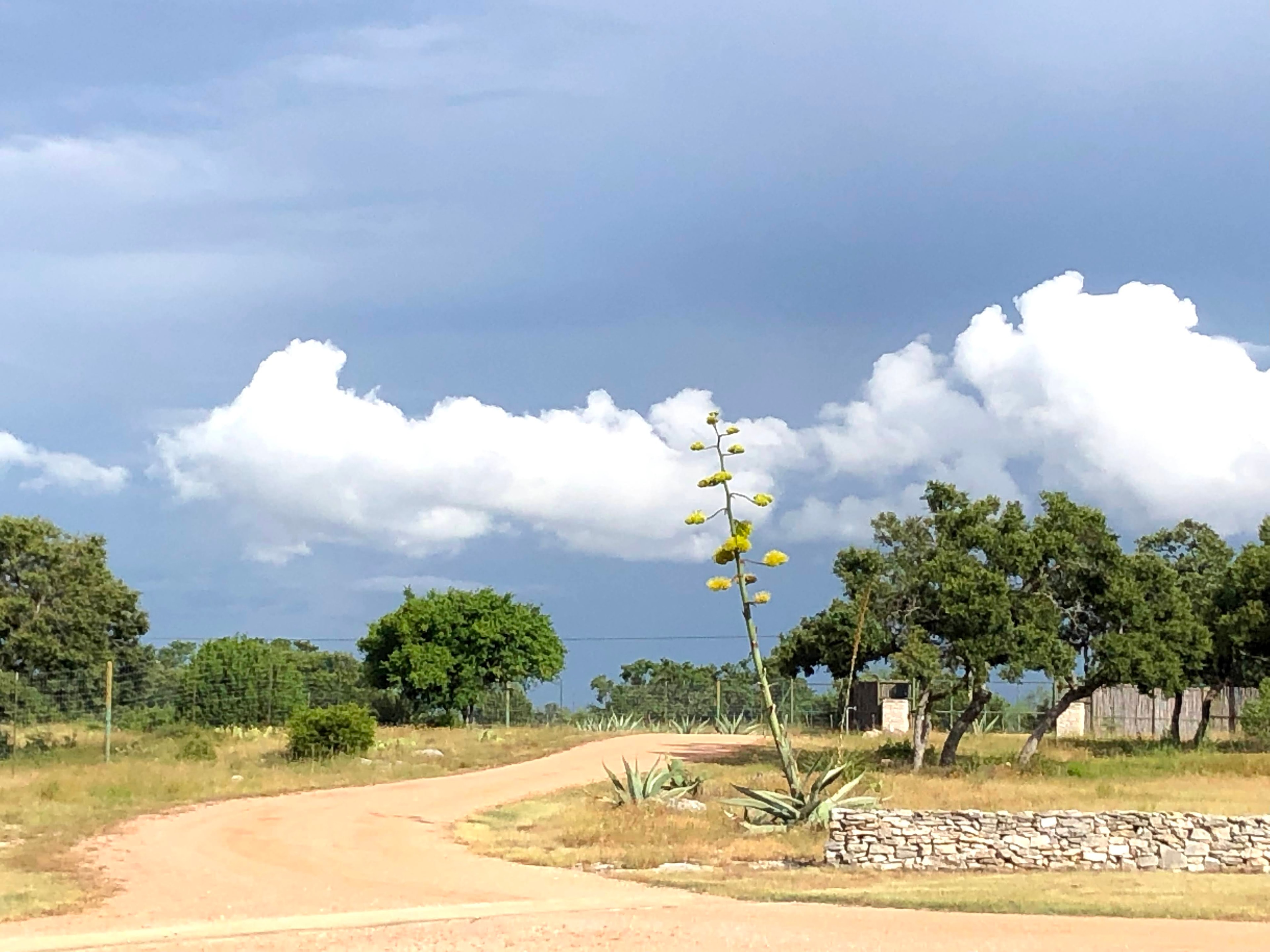 Double C Ranch landscape view