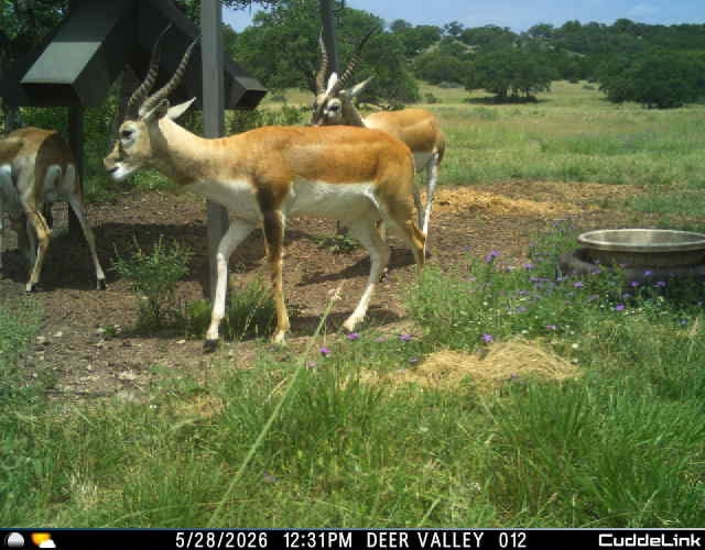 Antelope grazing in a grassy enclosure