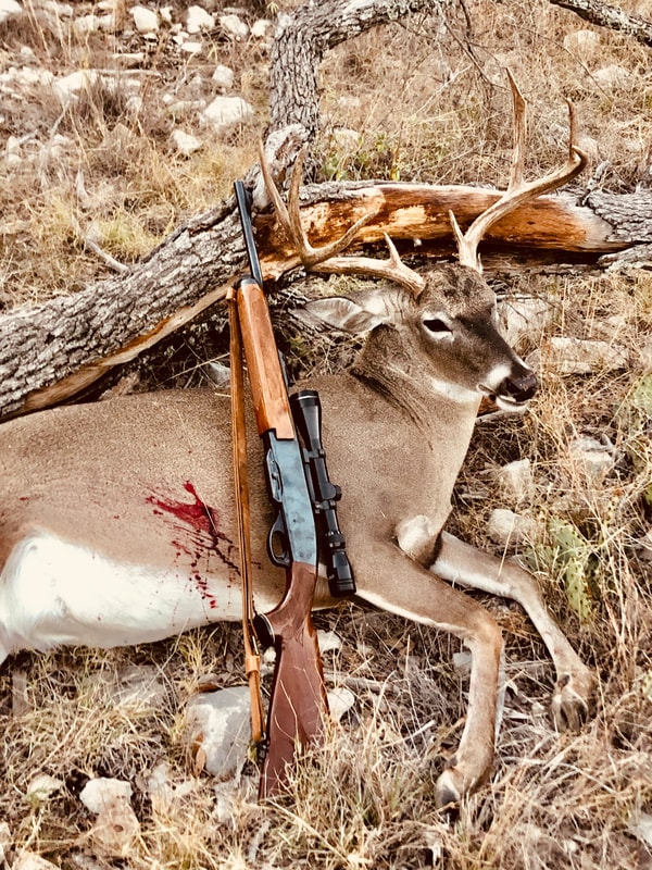 Deer beside a hunting rifle