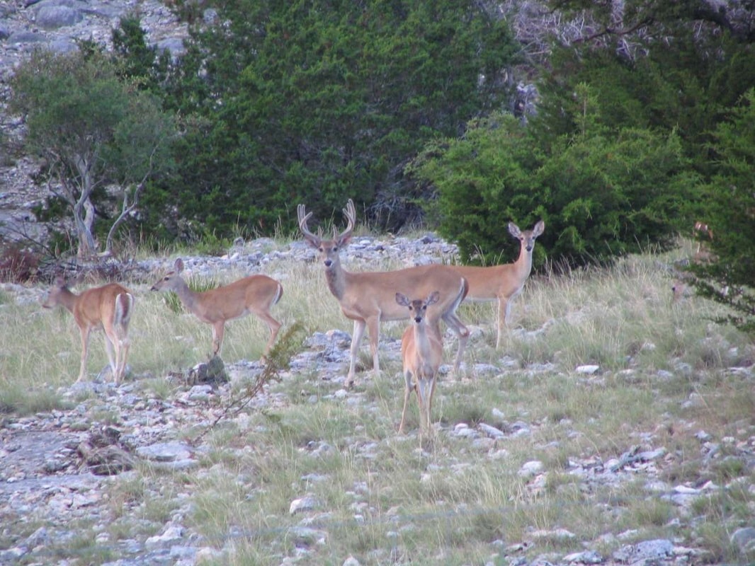 Deer herd grazing in a rocky forest clearing