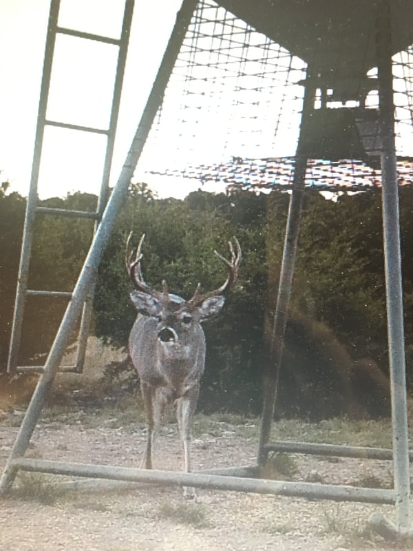Buck inside a fenced enclosure