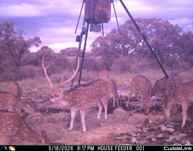 Axis deer on Texas ranch