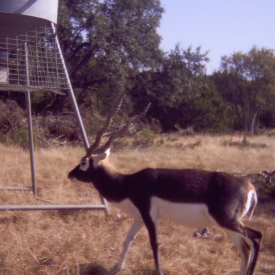 Blackbuck antelope with spiral horns