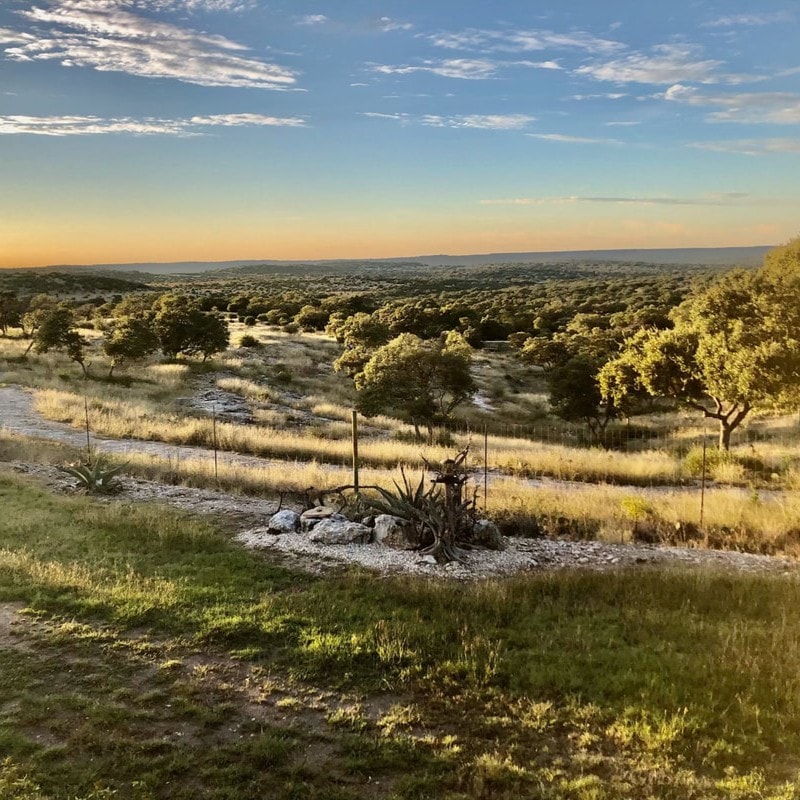 Sunlit Hill Country landscape with oak trees