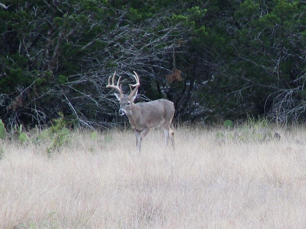 Whitetail buck in Texas Hill Country
